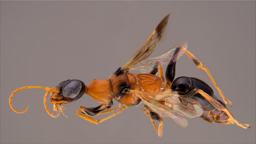 Ampulex dementor, female, holotype, in oblique lateral view.