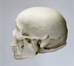 Skull_1