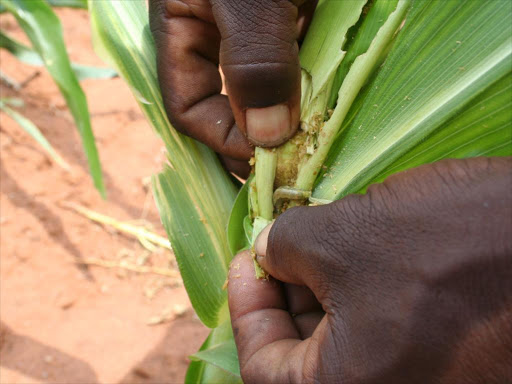 A farmer examines a maize plant damaged by army worms in his field in Gwanda, Zimbabwe. /REUTERS