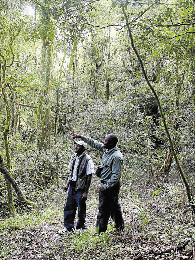 SPOTTED: Guides David Letsoalo and Paul Nkhumane track bird flight paths in the forest Pictures: JOHN-CLIVE