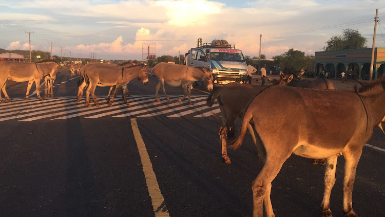 Some donkeys relaxing on the busy Moyale-Marsabit road.