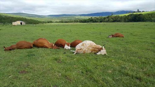 A small scale farmer in Keiskammahoek is counting losses after a six of his cattle were electrocuted by Eskom cables yesterday.