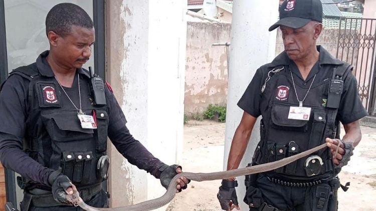 Rusa officer Nkosinathi Ndaba (left) holds the Mozambican spitting cobra.
