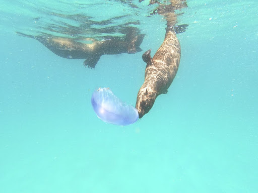 Snorkel with seals with Plett Seal Adventures.