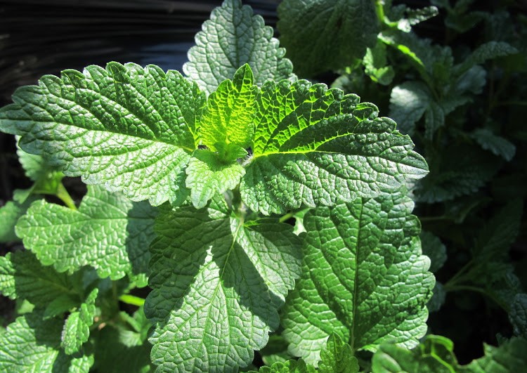 Lemon balm can be used as a calmative and antidepressant