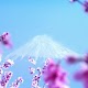 Download Fuji and sakura blossoms For PC Windows and Mac 1.3
