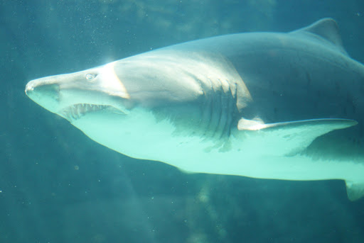 A Ragged-tooth shark at uShaka Marine World.