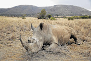 SLEEPING GIANT: A white rhino that has been tranquillised in the Pilanesberg National Park so that DNA samples can be taken, a microchip implanted and ear patterns cut - all to make it possible to track and identify the animal and foil poachers. Fil e photo