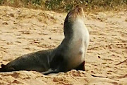 A seal was stranded between Shaka's Rock and Catfish beach in KwaZulu-Natal on August 3 2019.