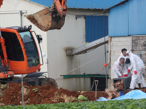 A file photo of South Korean health officials burying chickens at a poultry farm where the highly pathogenic H5N6 bird flu virus broke out in Haenam, South Korea, November 17, 2016. /REUTERS