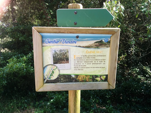 Sentier Dunaire Chêne Vert