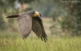 African bearded vulture.