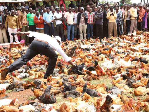 Deputy President William Ruto tries to catch a chicken during the Kambi Kuku Auction at Kambi Kuku in Turbo Constituency, Uasin Gishu county, April 21, 2018. /NYAGA IRERI/DPPS