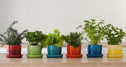 Stoneware planters in Cherry, Kiwi, Caribbean Blue, Flame, Marseille and Soleil, R430 each, Le Creuset.