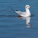 Three Headed Gull