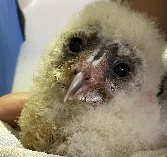 A barn owl is receiving treatment at the Johannesburg Wildlife Veterinary Hospital after it was thrown in a bin with its siblings.
