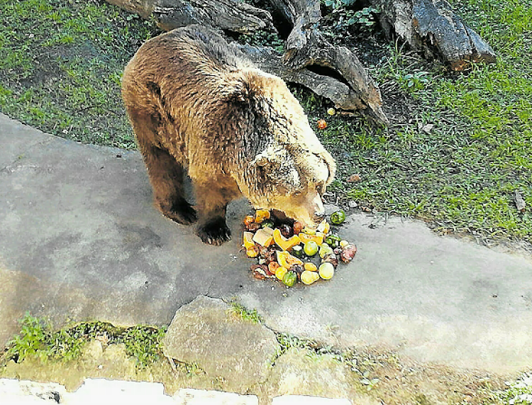 The EL Zoo bears are much healthier, according to Lionel de Lange of LAOE Ukraine, who credits it mostly to diet change.