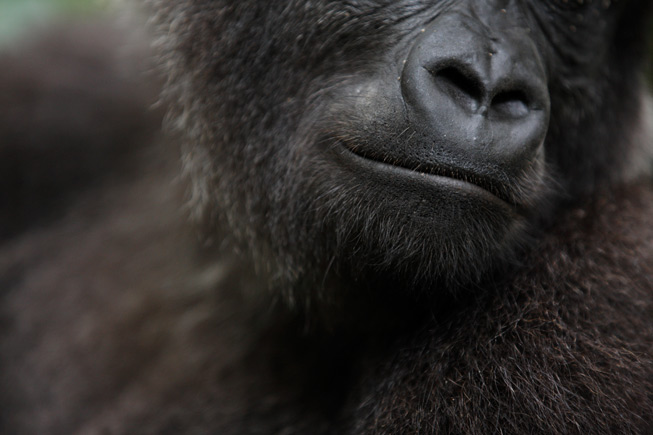 The rehabilitated gorillas of Gabon