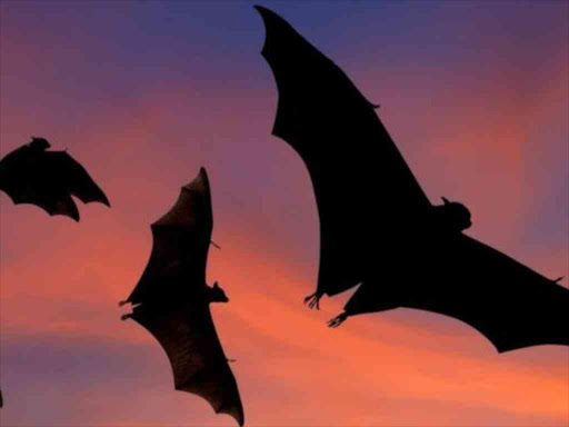 "It revealed bats carry more potential threats than other mammals." /COURTESY