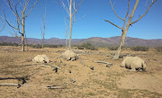 Three of the four rhinos killed for their horns in the Western Cape on December 8 2021.