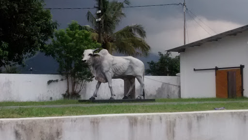 Sapi Ambarawa