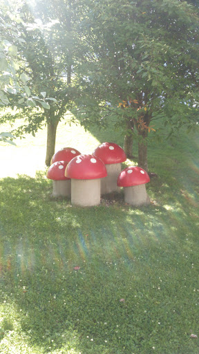 Mushrooms 