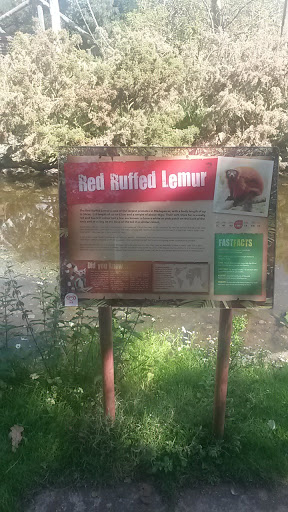 Red Ruffed Lemur,  Fota Wildlife Park 