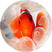 Clownfish Live Wallpaper