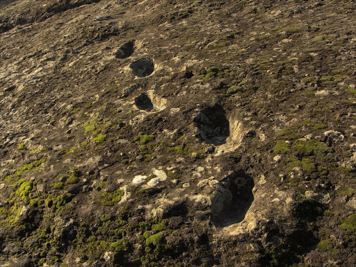 Fossilised footprints. File photo.