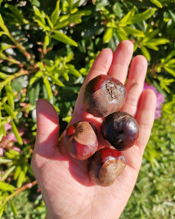 Chestnut found in hogsback.