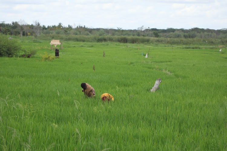 A rice plantation at the Buruma rice farm in Taita Taveta. The county's agriculture department is partnering with FAO to offer capacity building to rice farmers