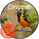 Download Corrupião Canto Classico For PC Windows and Mac 1.0