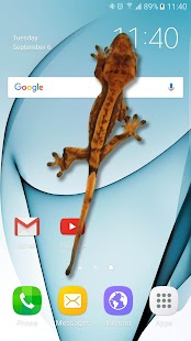 Gecko auf dem Bildschirm Witz
