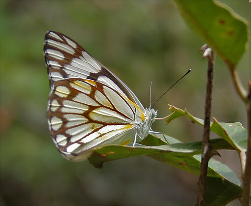 Brown-veined white butterflyfile photo