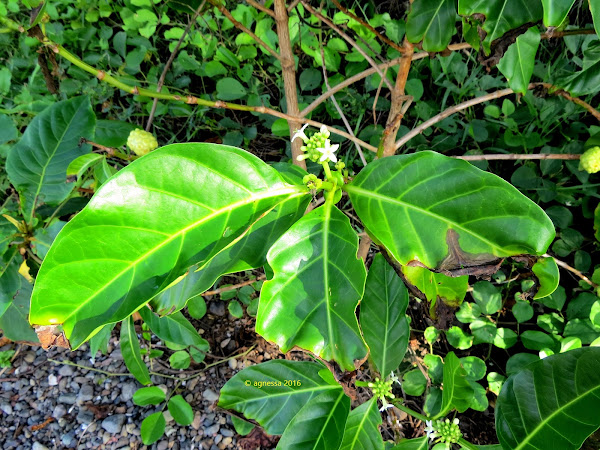 apatot tree
