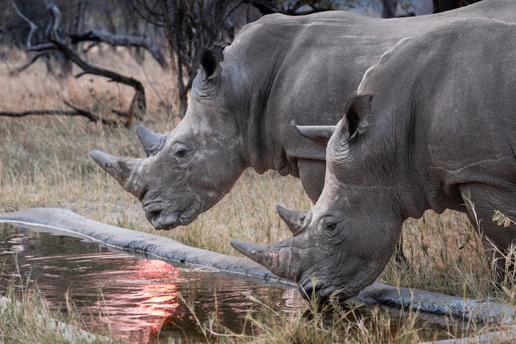 Rhino bulls Thuza and Kusasa in the Imvelo Ngamo Wildlife Sanctuary, Zimbabwe.