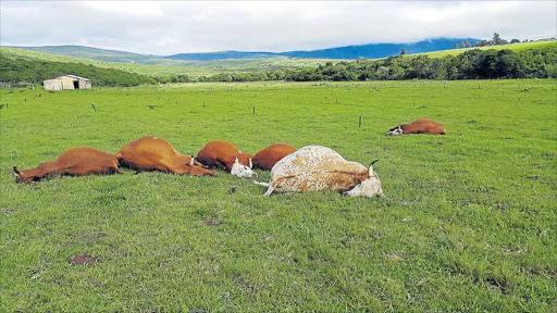 TRAGIC END: A small-scale farmer in Keiskammahoek is counting the cost of six head of prized cattle that died after Eskom cables were blown over by strong winds on Monday Picture: SUPPLIED