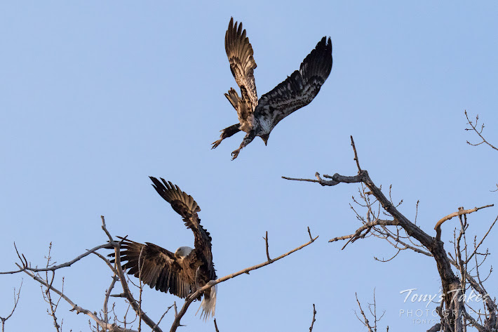 An adult Bald Eagle chases off its offspring from last year. (© Tony’s Takes)