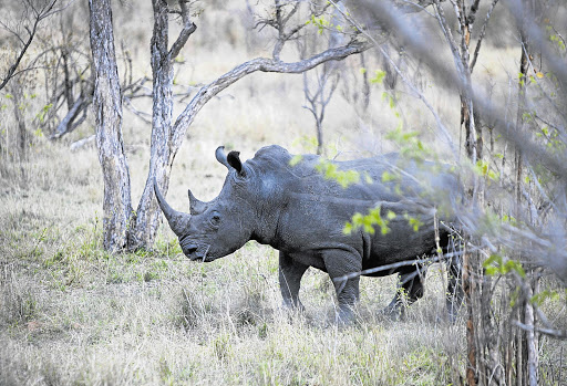 A rhino. File photo.