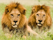 Male lions. File photo