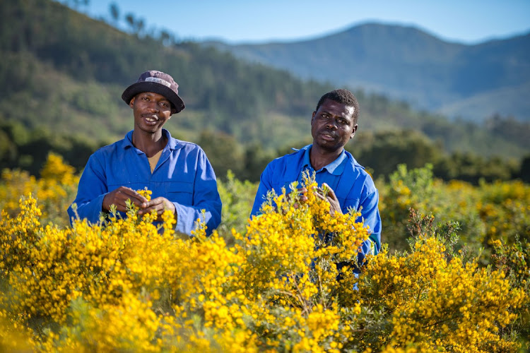 Siphiwe Dan and Daniel Zimba work full-time on the Kurland estate taking care of the honeybush treasure. Picture RYAN FRENCH