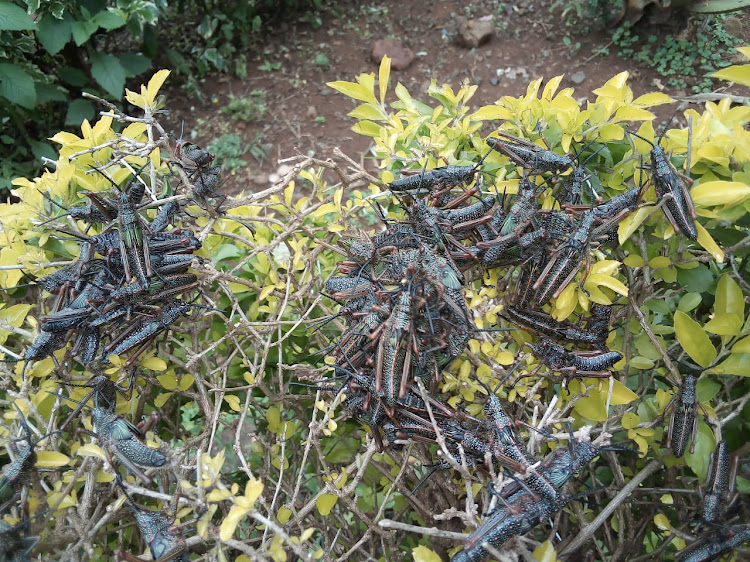 Locusts in Gachuru village in Meru on January 10.