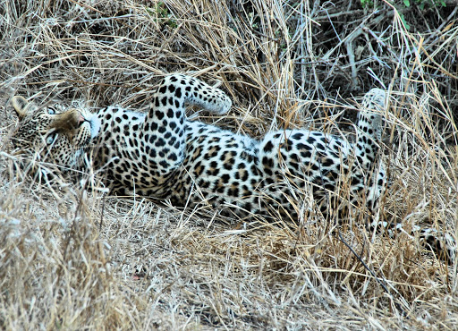 A leopard rolls in the long grass. File photo.