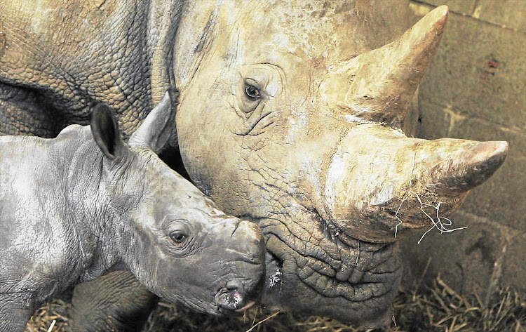 The illegal trade of rhino horns has killed thousands in South Africa.