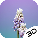 ダウンロード Beautiful 3D Live Wallpaper: Grape Hyacin をインストールする 最新 APK ダウンローダ