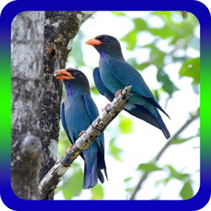 Download Suara Burung Tengkek Buto For PC Windows and Mac