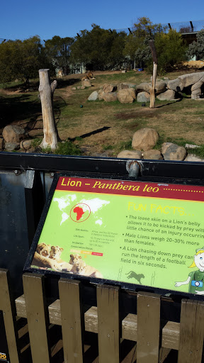 Lion - Panthera Leo