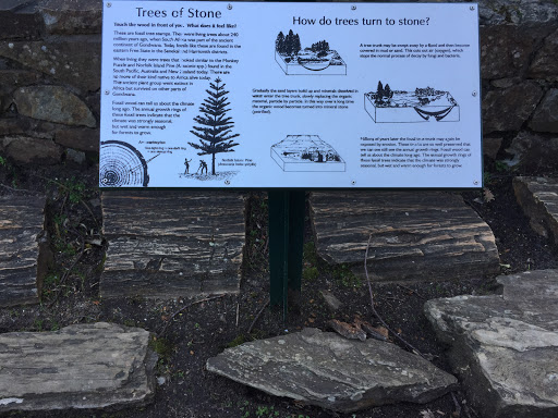 Fossilised Trees Stumps