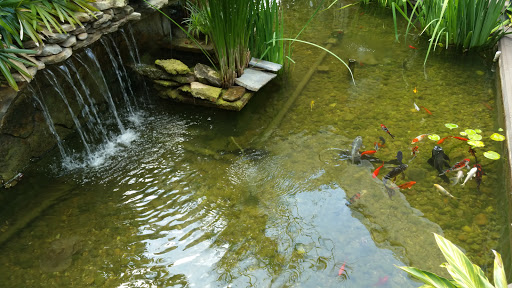 Koi Pond Fountain 