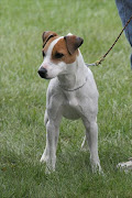 Jack Russell terrier. File photo